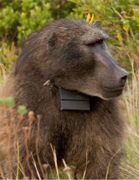 GPS Baboon tracking collar